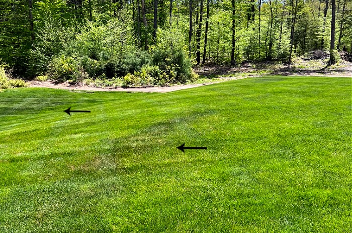 summer lawn with arrows pointing to stressed areas