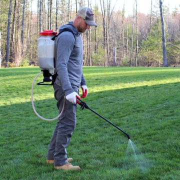 man spraying lawn weeds with backpack sprayer