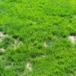brown patches of lawn fungus in a green lawn