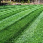 green grass with mowing stripes growing in clay soil