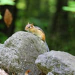 chipmunk sitting on top of a rock in the woods