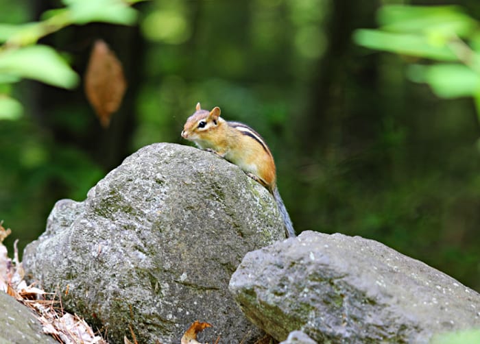 chipmunk sitting on top of a rock in the woods