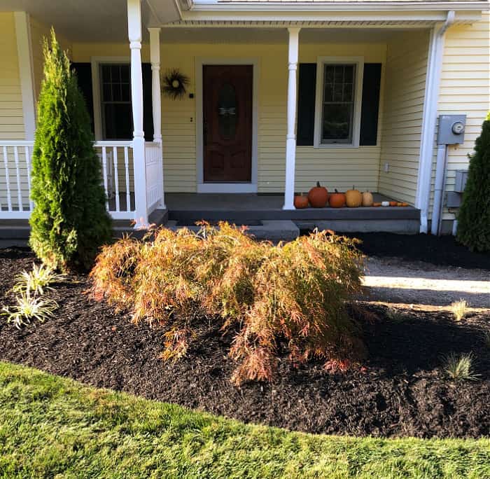 weeping japanese maple planted in front of house entry