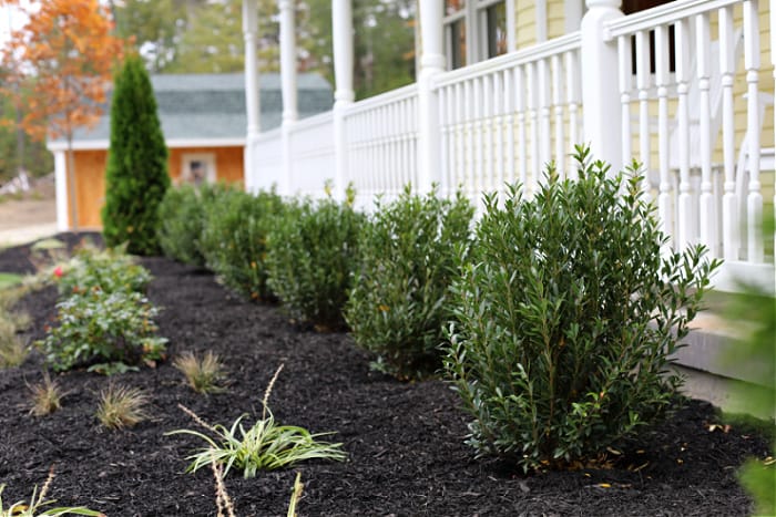 inkberry hollies planted in front of white porch fence