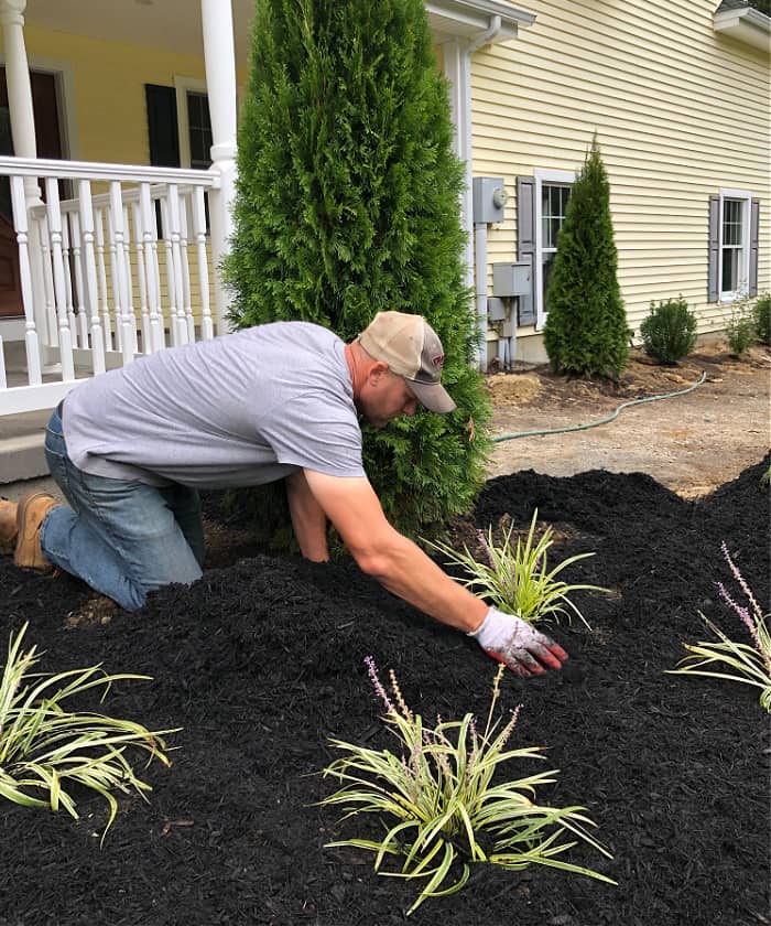 man using hands to spread black mulch around plants