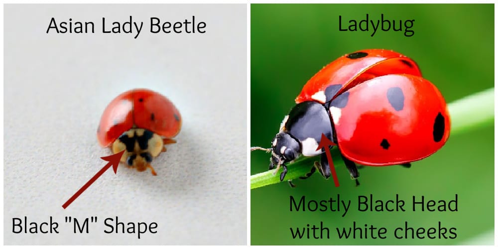 showing differences between ladybug and Asian lady beetle