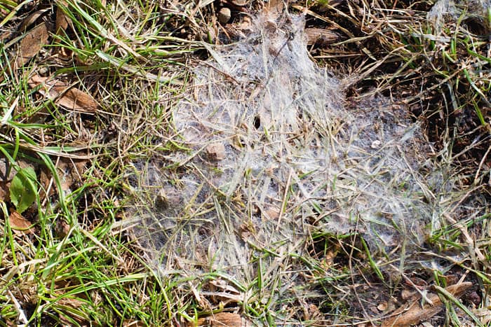 snow mold webbing that looks like a spider web