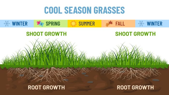 graphic showing cool season growth based on the seasons