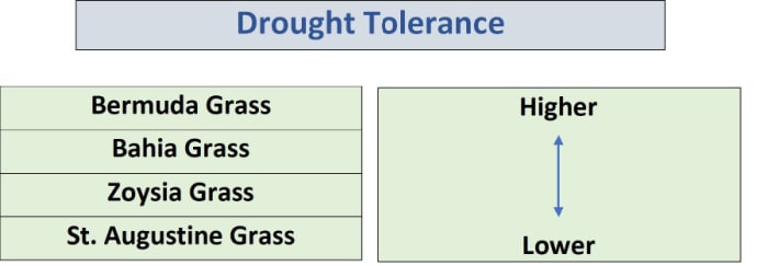 chart of drought tolerance of warm season grass