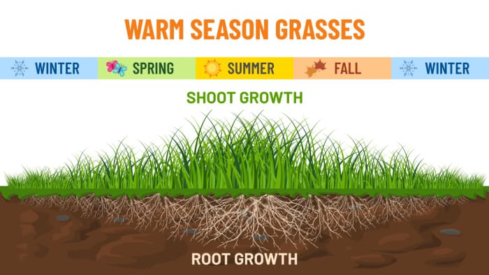 graphic showing warm season grass growth based on seasons