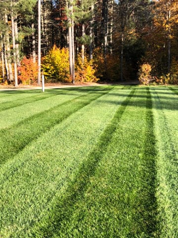 Green lawn with mowing stripes