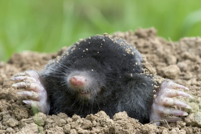 mole coming up from the ground