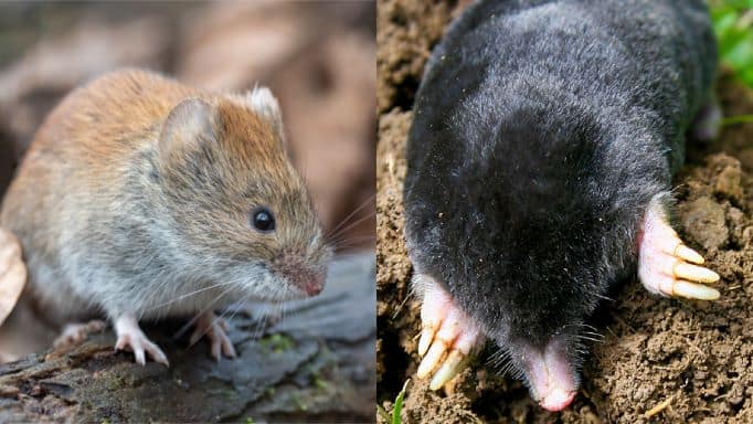 vole vs mole showing their differences