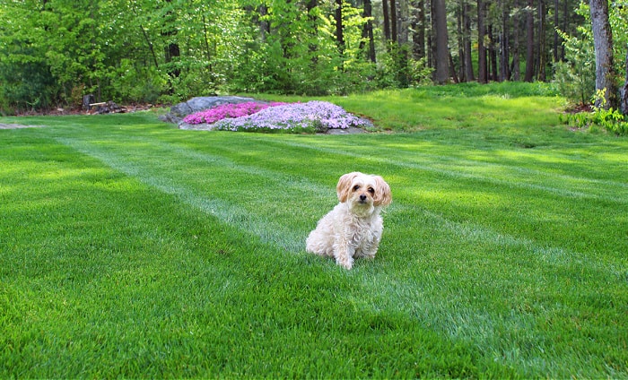small dog in green grass