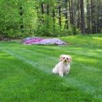small dog in lawn with green grass