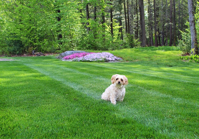 how long keep dog off fertilized yard