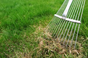 metal tine rake dethatching rake pulling up dead grass in lawn
