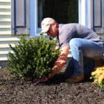 Man showing how to plant a shrub
