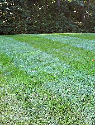 green low maintenance grass