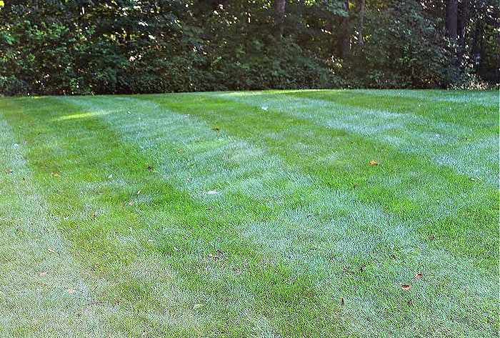 green low maintenance grass