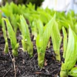 hostas emerging from the ground