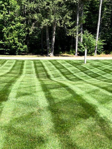 Green lawn with mowing stripes that was seeded at same time pre emergent was applied