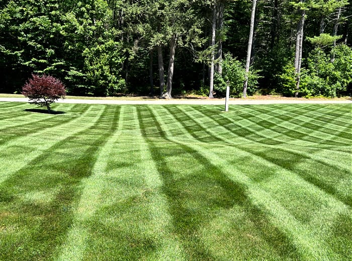 Green lawn with mowing stripes that was seeded at same time pre emergent was applied