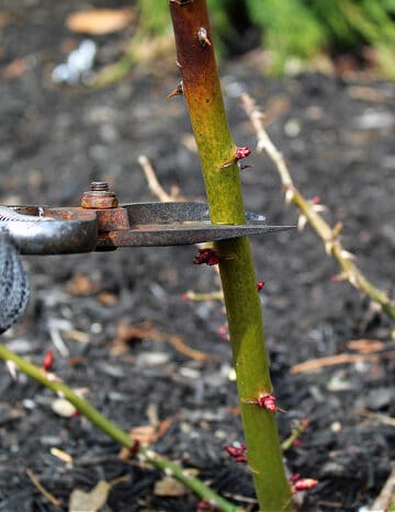 pruning Knockout Roses with pruners