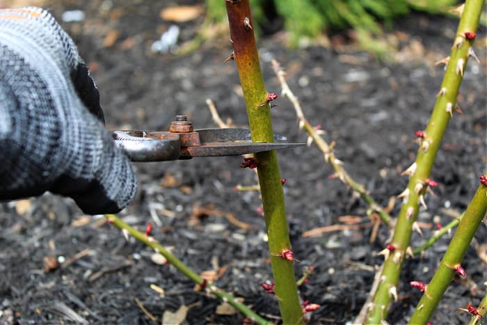 pruning Knockout Roses with pruners