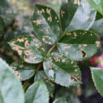 brown spots showing Rose slug damage on rose leaves
