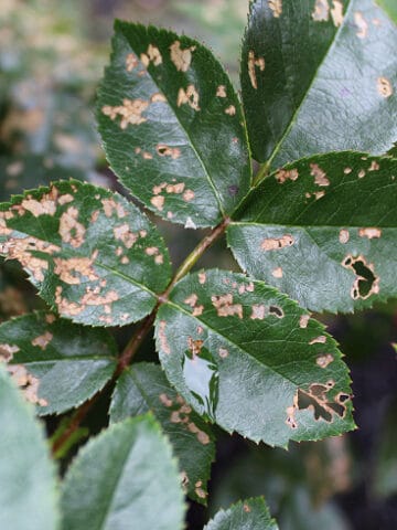 brown spots showing Rose slug damage on rose leaves