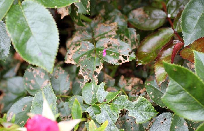 Advanced Rose Slug damage showing holes in rose leaf