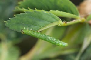 green sawfly on a green rose leaf