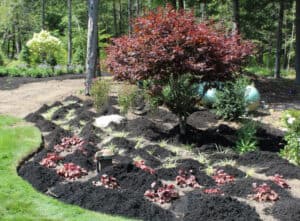 several small piles of black mulch in a landscape bed.