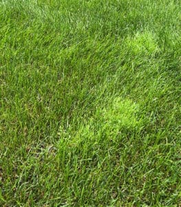 patches of poa annua in lawn