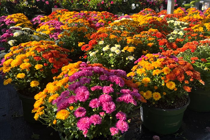 A variety of colorful Mums in Pots