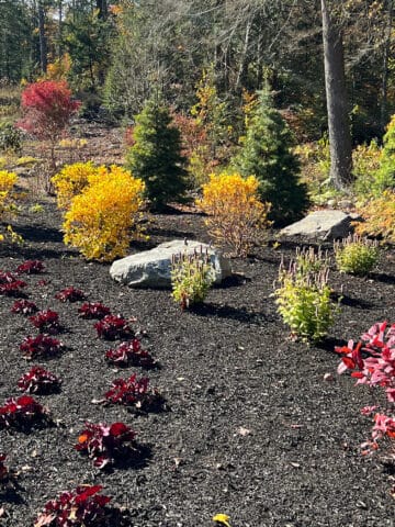 Fall plantings showing red, yellow, and green foliage