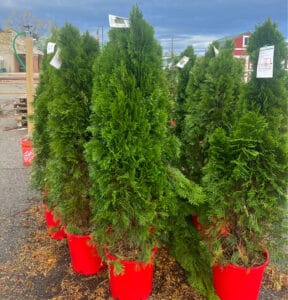 arborvitae in red pots for sale in parking lot
