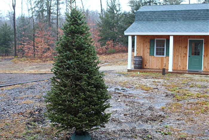 old Christmas tree standing up outside.