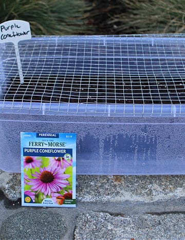 Winter Seed sowing with seed packet in front of plastic bin with with pots full of potting mix