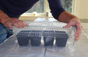 man putting animal barrier wire mesh over plant pots