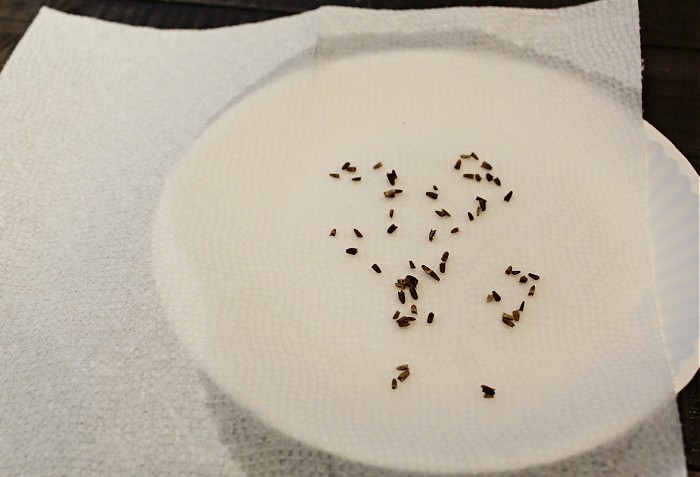cold stratifying seeds on paper towel
