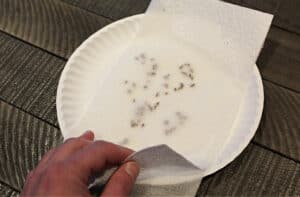 man covering seeds with paper towel