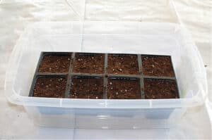 plastic pots with potting mix inside plastic container