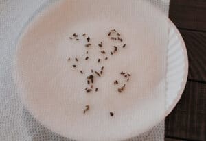 Wet seeds on a paper towel