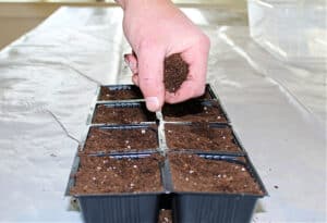 topping off pots with more potting mix to cover seeds