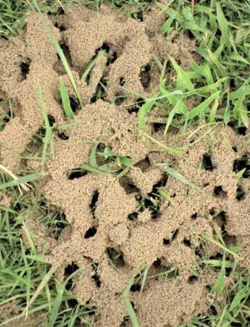 ant and ant tunnels on surface of lawn