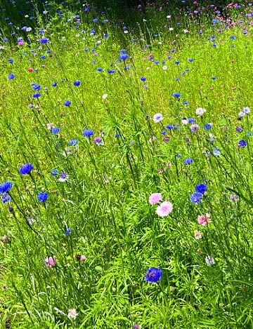 colorful wildflowers in landscape