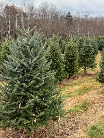 real Christmas Trees in a farm